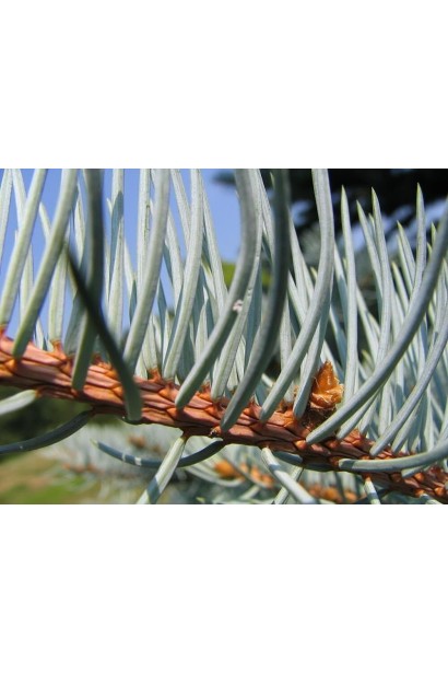 Ель колючая Глаука Глобоза хвоинки